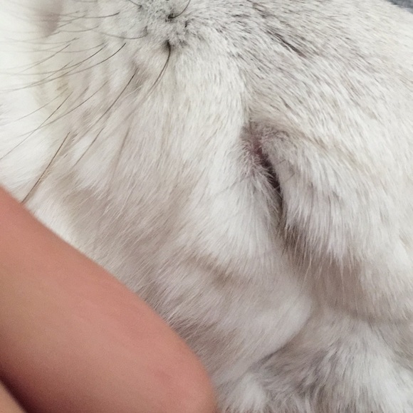 Poop - Picture 3 of 3